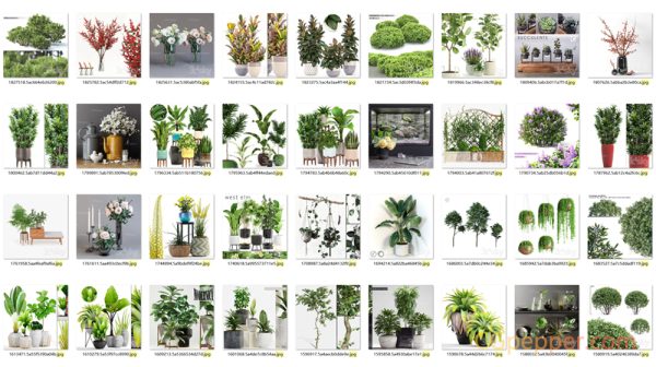 3Dsky室内盆栽植物3d模型-Potted plants 3d model