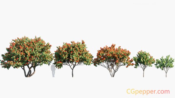 植物树木3D模型 Saraca Asoca – Sita Ashok Ashoka Tree (3D MAX格式)